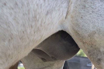 Mare's udders